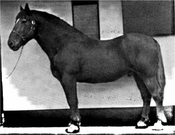 Timahoe Heather - Irish Draught Stallions 